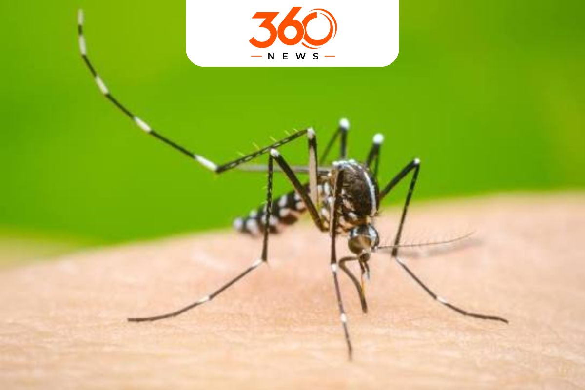 ඩෙංගු අධිඅවදානම් කලාප මෙන්න: දිස්ත්‍රික්ක 14ක් අනතුරේ – ඔබේ ප්‍රදේශය සුරක්ෂිත ද?